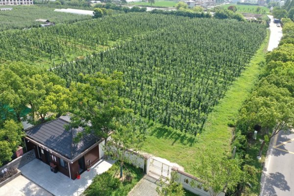 前海吉安 上海庄行蜜梨十年销量增长60%，这颗“国字号”梨凭啥让消费者追着买？